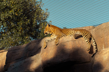 The leopard (Panthera pardus) is one of the five species in the genus Panthera, a member of the...