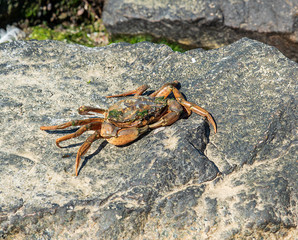 sea crab sits on a rock