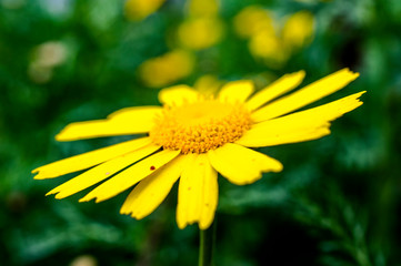 Obraz premium Yellow Daisy Close-up Photography Macro