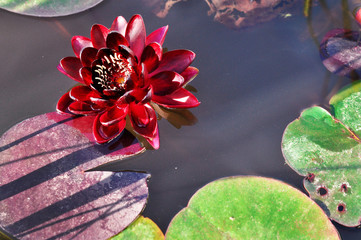 beautiful lotus flower is complimented by the rich colors of the deep blue water surface.