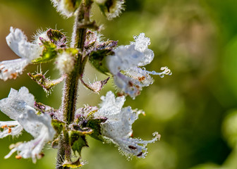 Basil flower - Ocimum basilicum- macro photography