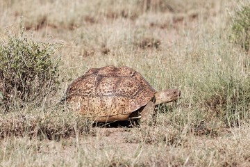 Leopard tortoise (Stigmochelys pardalis) in the Awash National Park in Ethiopia