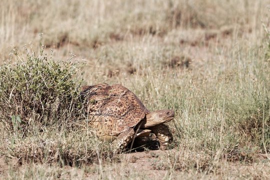 Leopard tortoise (Stigmochelys pardalis) in the Awash National Park in Ethiopia