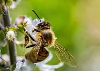bee pollinating basil flower extreme close up - bee pollinating flower macro photo
