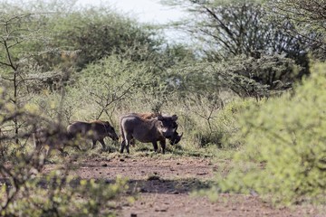 Naklejka na ściany i meble Common warthog (Phacochoerus africanus) in savanna bushes