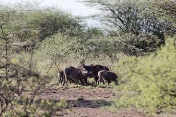 Naklejka na ściany i meble Common warthog (Phacochoerus africanus) in savanna bushes