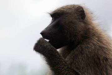 Face of an Olive Baboon (Papio anubis)