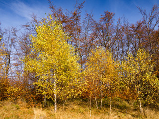 Birch tree in autumn at blue sky background