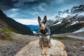Hiking Dog