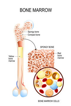 Bone Marrow (Yellow, Red) and blood cells