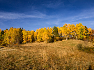 Birch trees in autumn at blue sky background. Beskids Mountains, Poland. Jaworzyna Range, nearby Piwniczna-Zdroj.