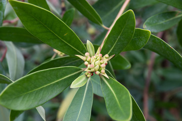 Canelo Flower Buds in Winter