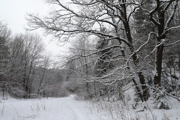 Beautiful landscape of winter forest.