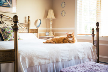 Cat in the lap of luxury