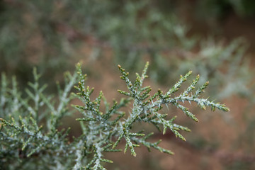 Common Juniper Leaves in Winter
