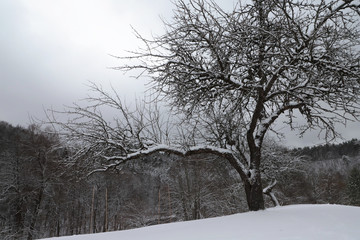 Beautiful landscape of winter forest.