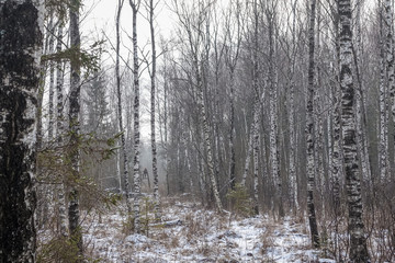 forest in winter, snow; a lot of birch white trunks; There is a stroke between the birches and a hunting tower with a hunter