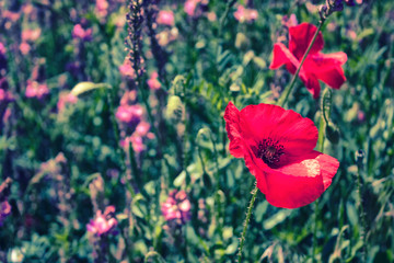 Campo de flores rojas y amapolas