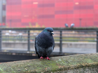 Pigeon