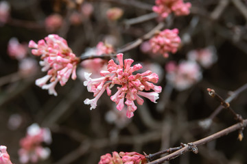 Fragrant Viburnum Flowers in Bloom in Winter