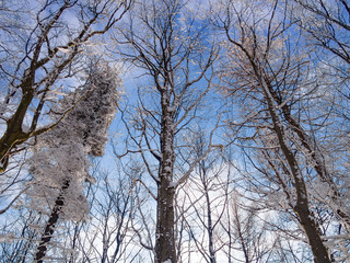 Bottom View of Trees in Winter at Blue Sky Background