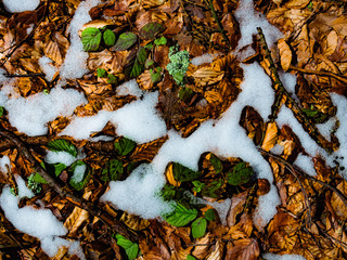 Melting snow and fallen leaves in spring in forest. Beskids Mountains, Poland.