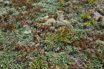 растительность северного леса: трава и лишайники