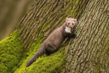 Portrait of brown colored white breasted marten, Martes foina, with fluffy fur, black eyes and pink...