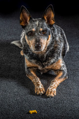 Studio portrait of a beautiful tri-coloured Blue Heeler Dog
