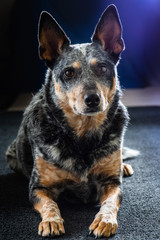 Studio portrait of a beautiful tri-coloured Blue Heeler Dog
