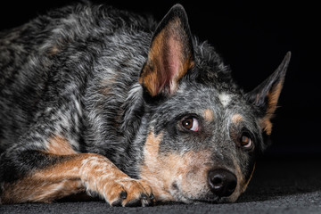 Studio portrait of a beautiful tri-coloured Blue Heeler Dog