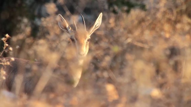 Israeli mountain gazelle behind bushes