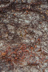 Colorful leaves on concrete wall in autumn...Background of the natural branches of climbing plants with leaves on a wall. Autumn decor...