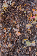 Colorful leaves on concrete wall in autumn...Background of the natural branches of climbing plants with leaves on a wall. Autumn decor...