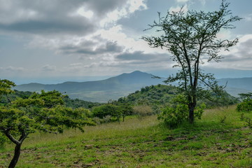 Fototapeta premium Acacia tree against a mountain background, Kajiado, Kenya