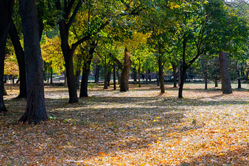 Fototapeta premium Sunny leaves in the autumn park
