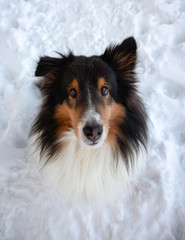 Shetland Sheepdog Close Up Sitting