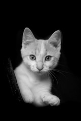 Kitten Portraits