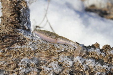 Fishing