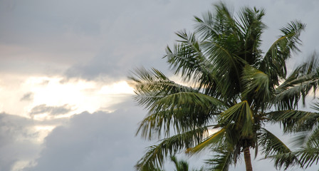 Coconut trees during a storm