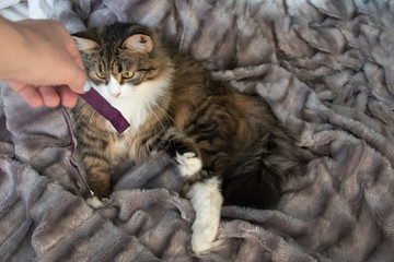 Girl hand playing violet ribbon with fluffy sweet serious tabby cat with big yellow eyes and white dickey on the silver gray fluffy faux fur blanket background.