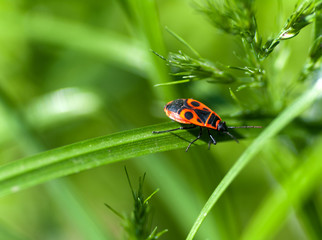 red beetle on a green leaf macro