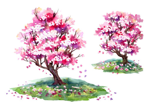 Sakura blooming trees in spring, watercolor painting on white background, isolated with clipping path.