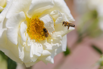 Bee on a rose. Bee near the pistil rose. Collect pollen from garden roses.