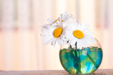chamomile in a vase, hydrogel for flowers, close-up