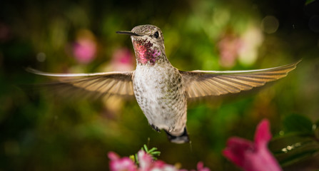 Hummingbird hovering in garden