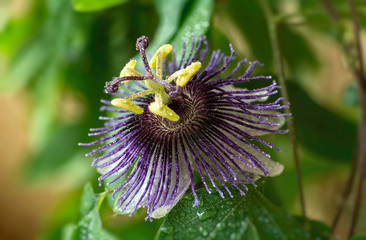 Passiflora Violetta. Big bright passionflower with water drops