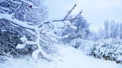 RAMA DE ÁRBOL CUBIERTA DE NIEVE EN EL CAMINO NEVADO DEL CAMPO