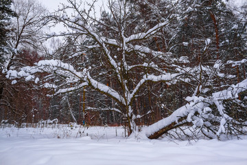 The image of a tree trunk