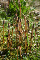 Obraz premium Equisetum Equiseto ft81040611 Equiset Schachtelhalme كنباث 木贼属 Хвощ Erboristeria Preslica 